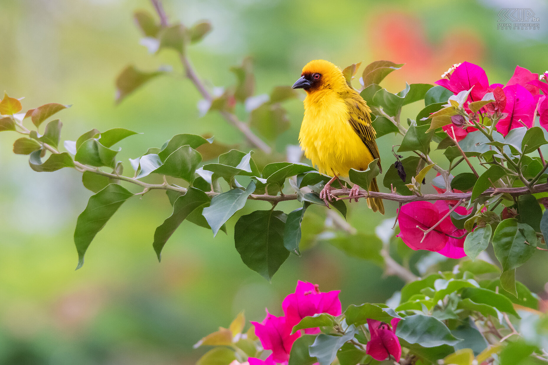 Debre Zeit - Dottergele wever (Vitelline masked weaver, Ploceus vitellinus) Stefan Cruysberghs